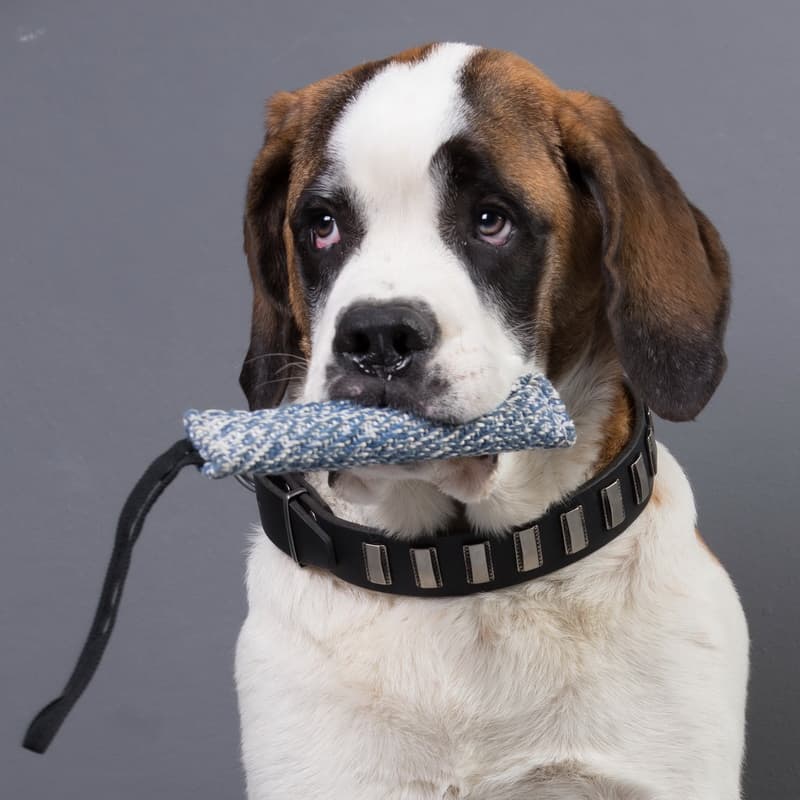 Короткая кусалка из french linen для московской сторожевой «Agility training»
